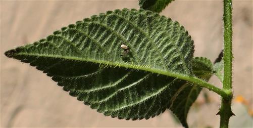  Leaf (Abaxial View)